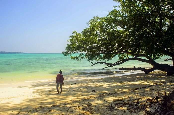 nature of havelock island