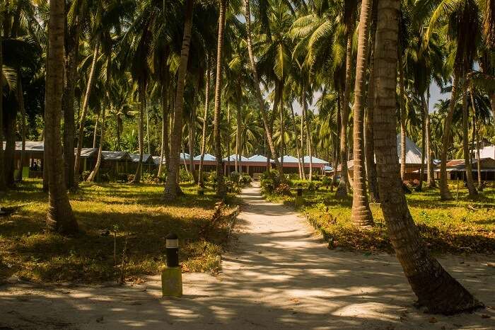 Nature in havelock island