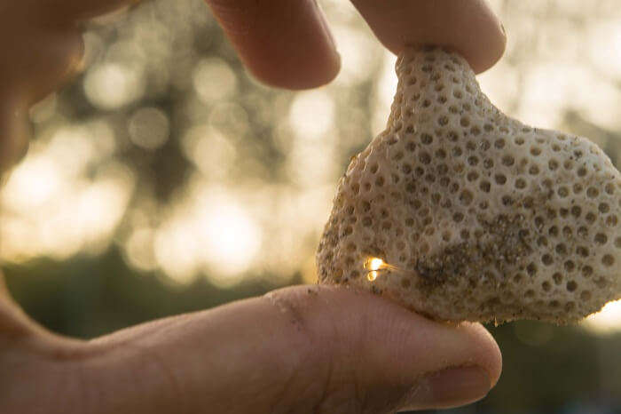 seashell in andaman