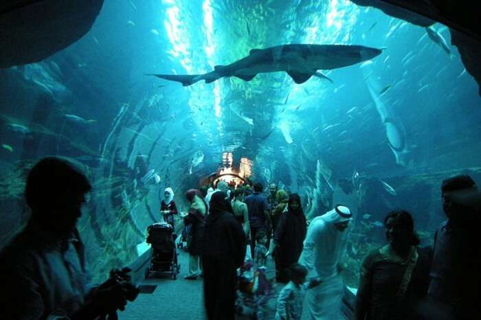  Dubai Aquarium