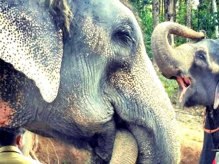 Wildlife in Munnar