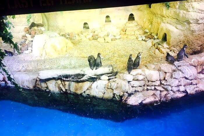 penguins on display in dubai