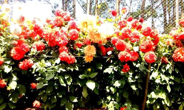Flower plantations in Kerala
