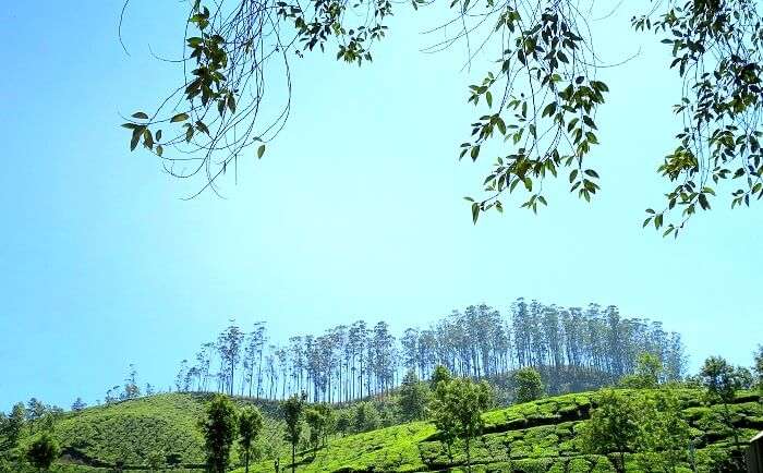 Munnar hills