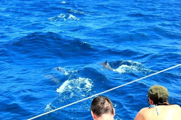 Dolphin spotting at the Catamaran cruise