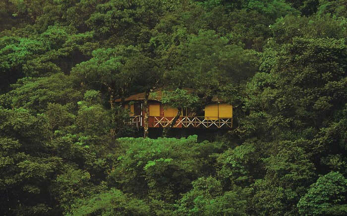 A tree house in Kerala