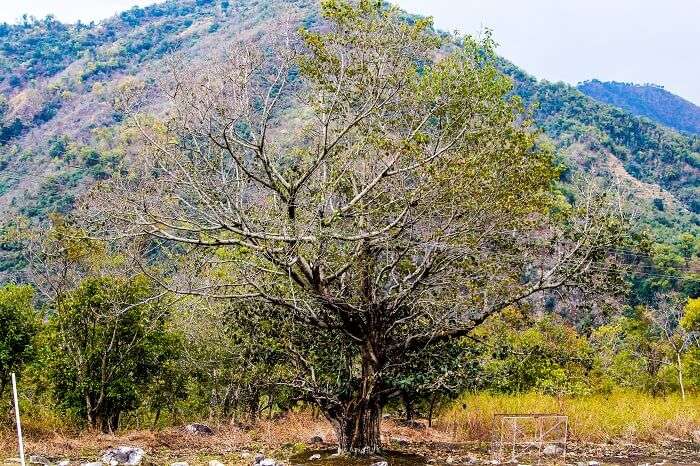 Travelling in Rishikesh