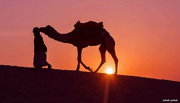 Night Safari Tour