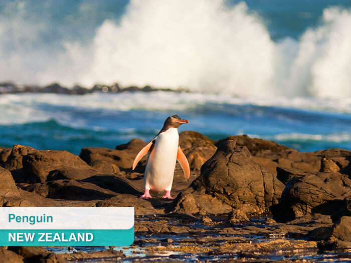 Penguin on a seashore in New Zealand