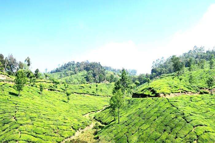 Photos of Munnar tea garden