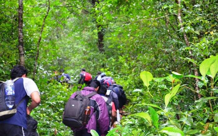 Youths crossing the forest while taking up adventure treks in Karnataka