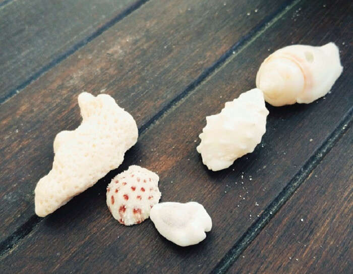 Seashells in Maldives