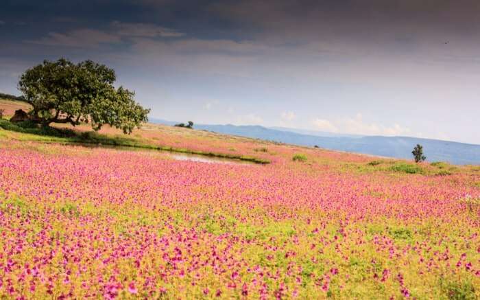 Kaas in Satara 