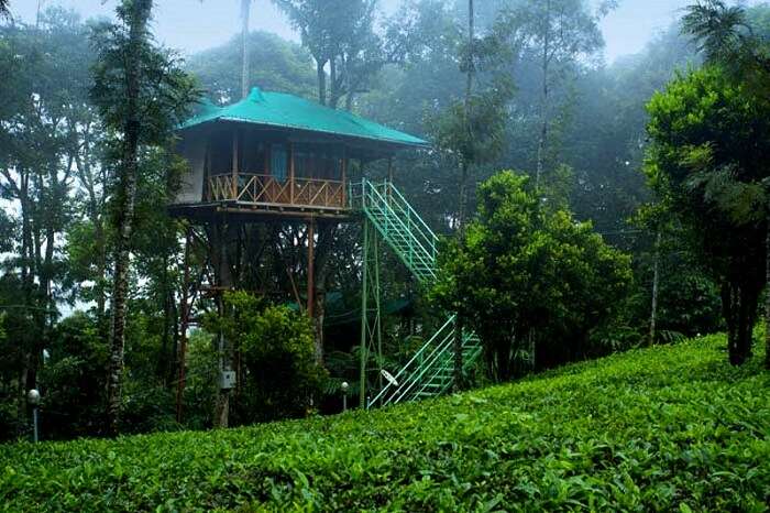 Spare your few days to stay in tree house