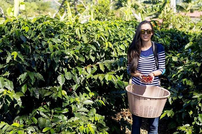 Coffee plantation tour, Costa Rica
