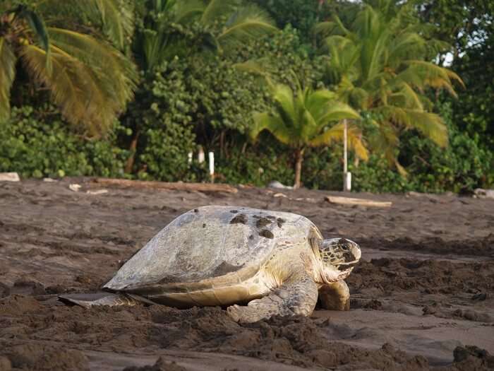 Turtle nesting in Costa Rica