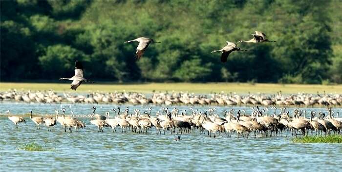 Thol Bird Sanctuary, Ahmedabad