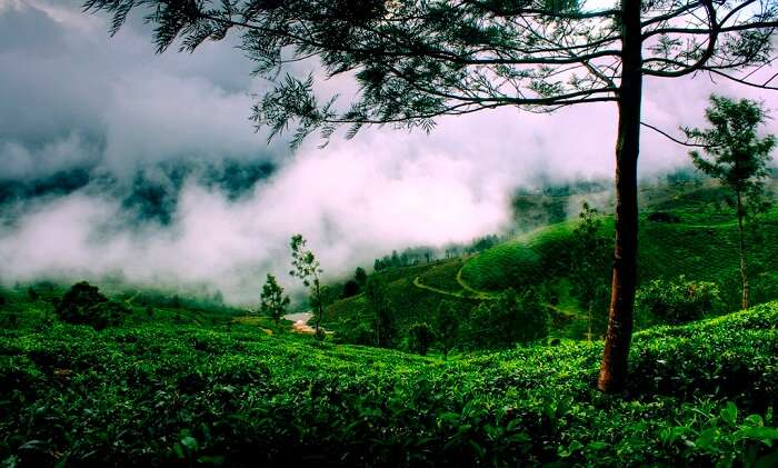 Enjoy the dream view in monsoon