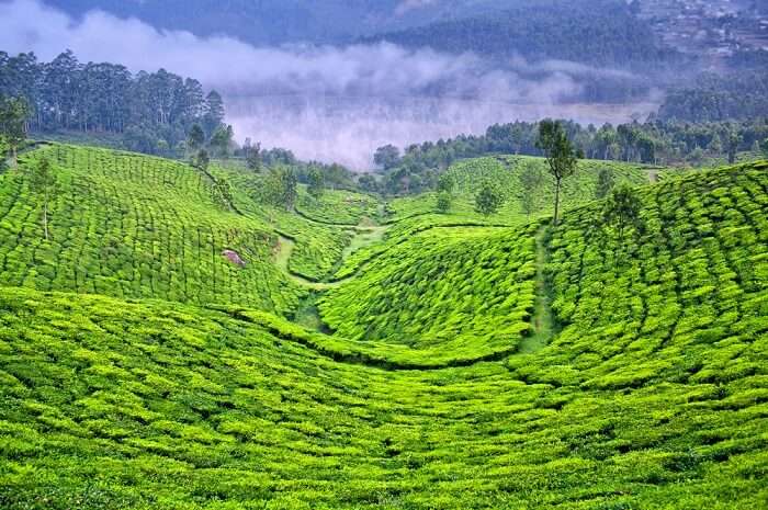 beautiful hill station near Munnar