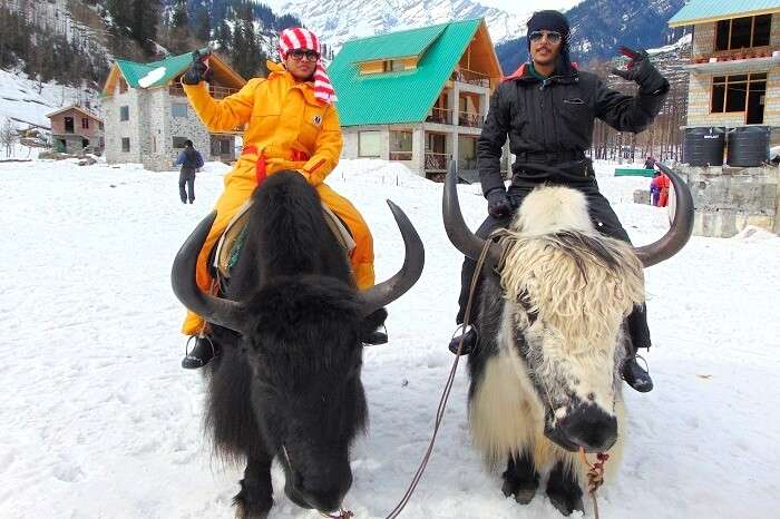 yak riding in winters