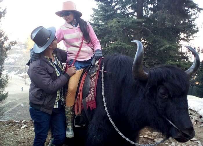 posing on top of a yak in kufri