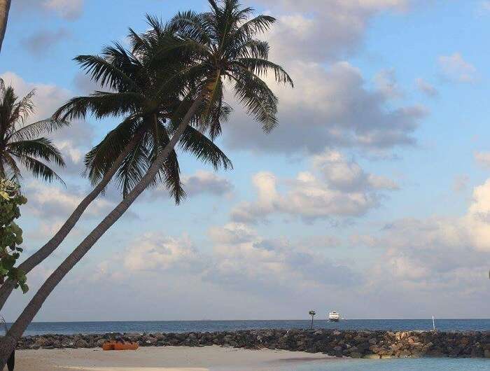 palm trees maldives beach