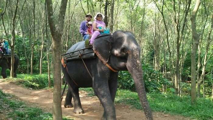 elephant ride in kerala
