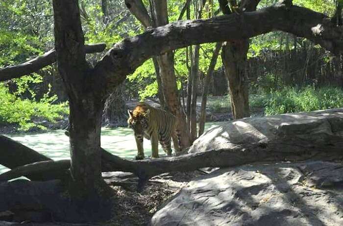 tigers at safari world