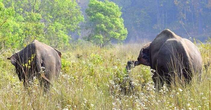 elephant seen in jim corbett