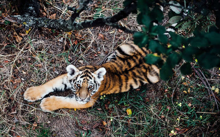 Shot of wild tiger cub taken from the topss