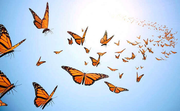 Numerous butterflies flying over the hilltop grasses at Butterfly beach