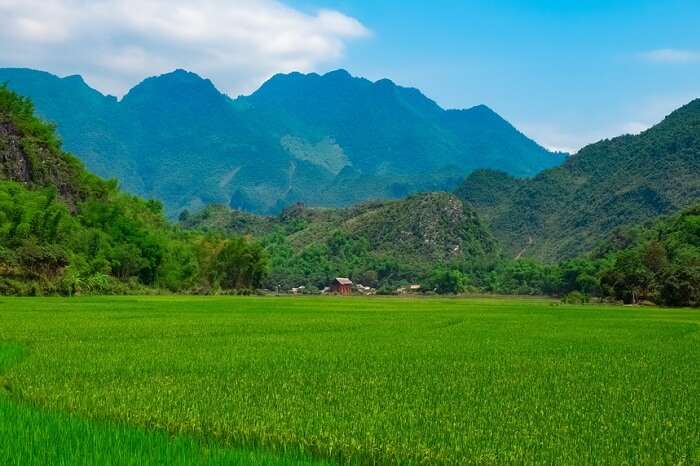 Green rice field and mountains in Mai Chau Valley of Vietnam