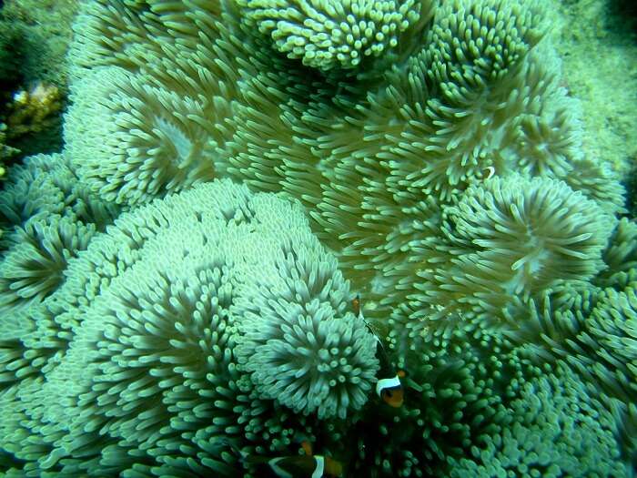 rich coral reef in Bali