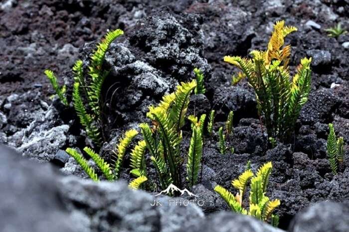 volcanic landscape in Reunion Island, France