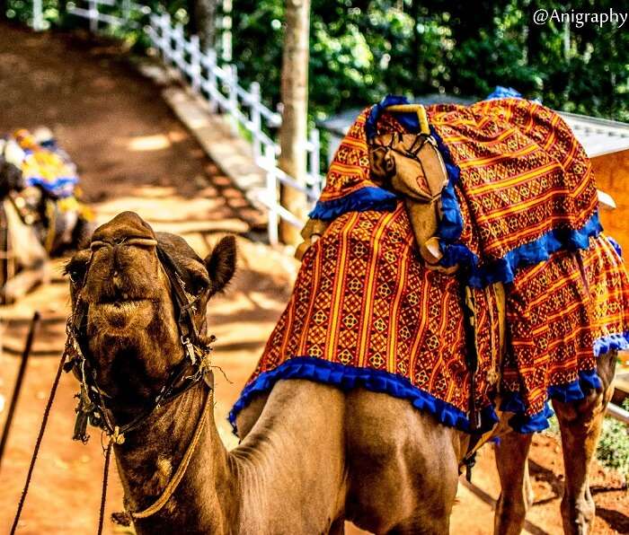 camel in munnar, kerala