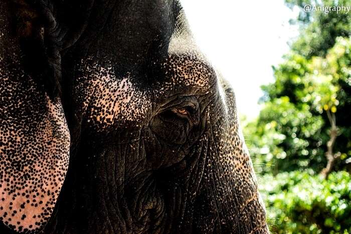 Elephant Junction, Kerala