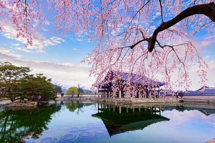 cherry blossoms in South Korea