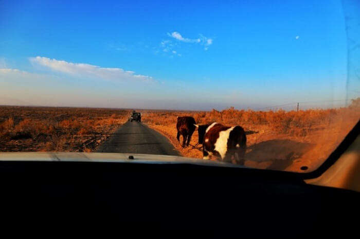 cattle mongolia desert