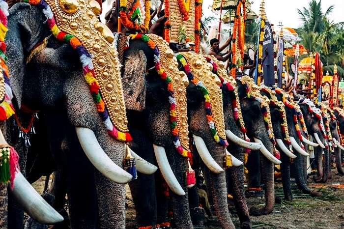 Thrissur Elephant Festival