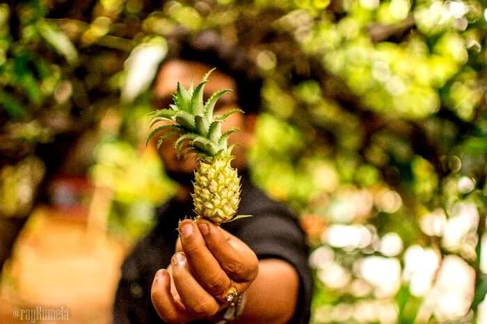 Pineapple fields in Kerala