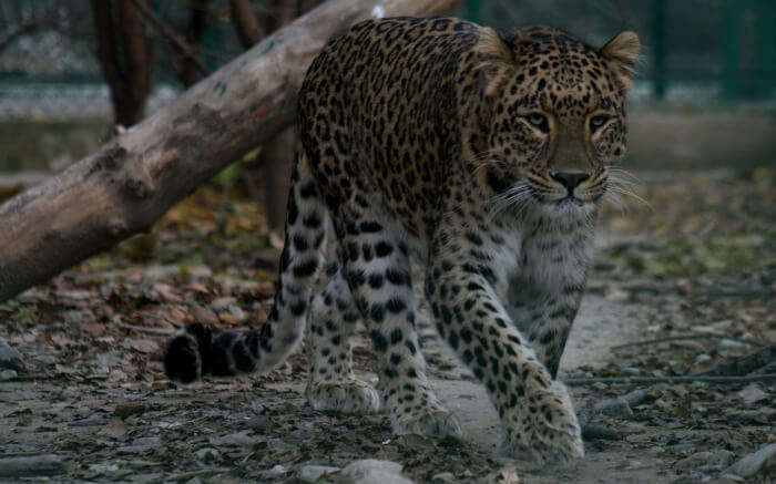 A leopard spotted in Dachigam National Park in Srinagar in Kashmir 