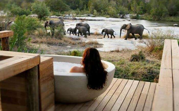 A woman in a bathtub looking at the elephants in the open 