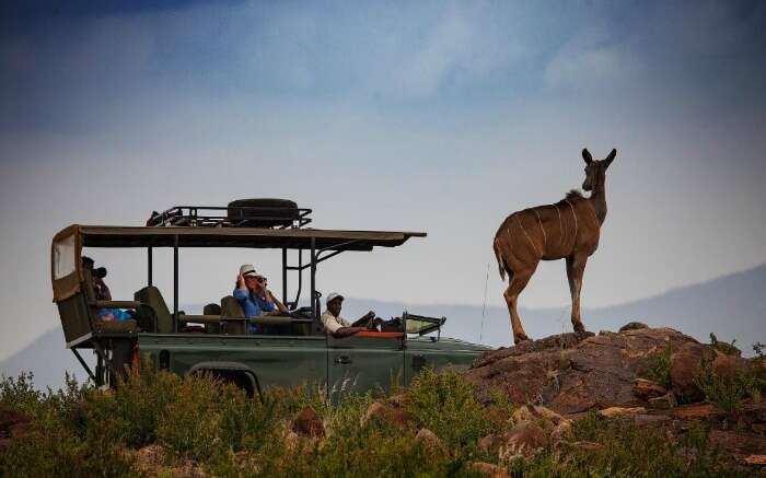 Couple enjoying safari and game viewing in Kenya 