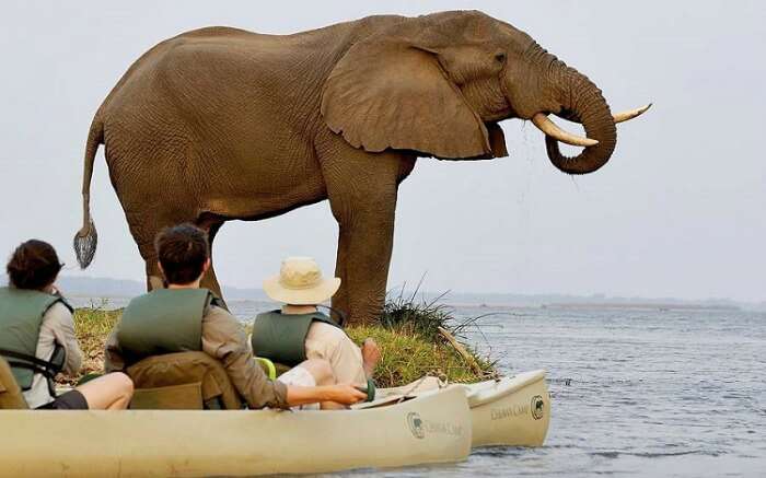 Couple watching elephant while enjoying a boat safari in Zambia 