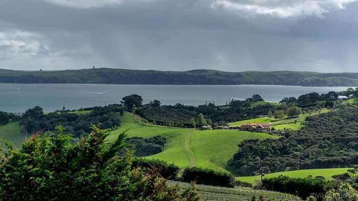 vineyards of waiheke islands