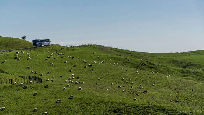 Way from Waiheke to Rotorua