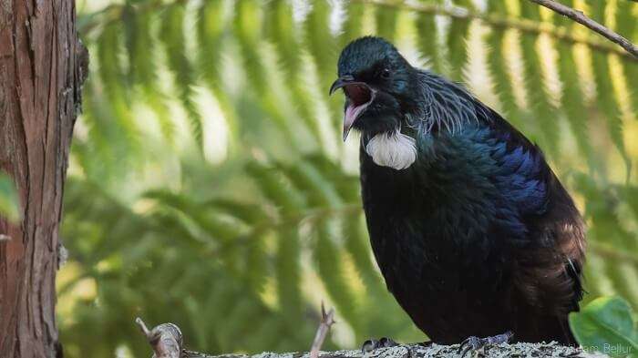 Birds in New Zealand