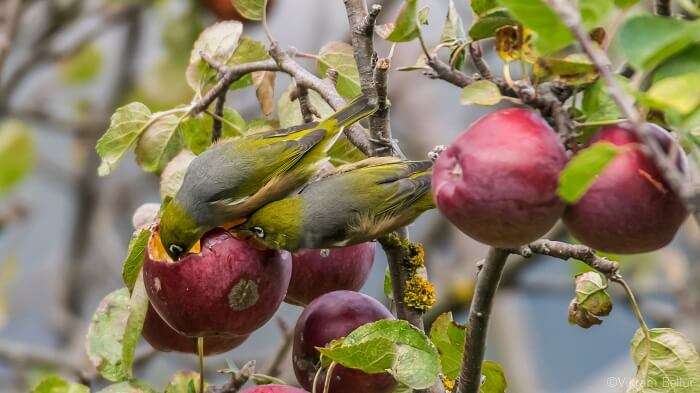 birds in new zealand