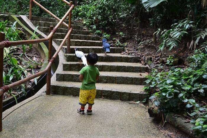 Jurong Bird Park Malaysia