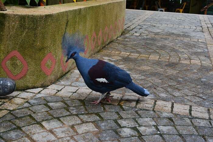 Jurong bird park tour in malaysia